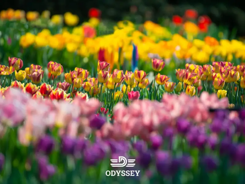 مزایا و معایب سرمایه گذاری در هلند